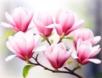 粉玉兰花语和象征意义
