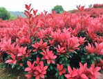 红叶石楠的栽植与养护