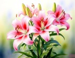 百合是在什么季节开花