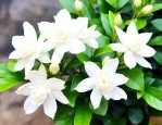 单瓣茉莉花的养殖方法