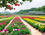 2025年花卉苗木培育基地