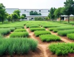 厂区绿化种什么植物好