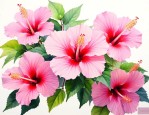 像木槿花的花是什么花