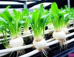 水培植物的根上白色的
