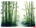 有一种植物叫做什么竹