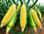 铁391玉米品种简介