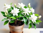 茉莉花适合用什么土养