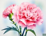 康乃馨花长的什么样子