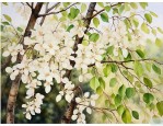 白蜡和对节白蜡一样吗