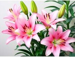 百合花打顶后不开花吗