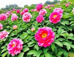 2025年河北绿化花卉报价