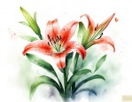 怎样的百合花