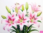 闺蜜送百合花代表什么