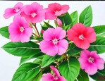 凤仙花的种子怎样传播