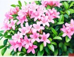九里香花施什么肥最好