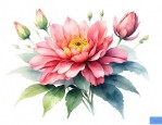 常见花的花期