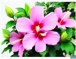 北方家里木槿花怎么养