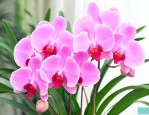 大花蕙兰怎样养才开花