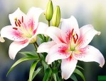 百合花代表了什么含义