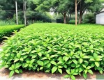 2025年驱蚊草什么时候种