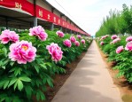 牡丹江果树苗批发市场