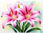 百合花怎样繁殖下一代