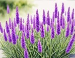 2025年紫花苜蓿草种价位