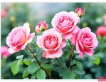 月季花什么时间栽最好