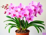 大花蕙兰开花后怎样种