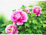 牡丹花6月份怎么栽培