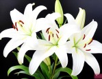白色的百合花可以吃吗