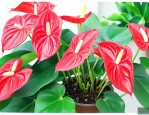 红掌花种子怎么种好发芽