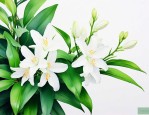 绿萝花语和寓意是什么