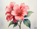 钢丝球花语隐忍和富贵
