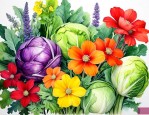 十字类花科菜都有哪些