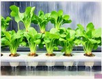 水培植物可以用雨水吗