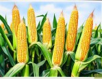 乐农87玉米品种介绍