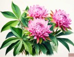 七叶一枝花现在的价格