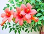 凌霄花适合家庭养殖吗