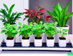 水培植物养护三大秘诀
