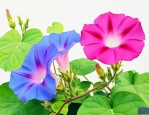 牵牛花与喇叭花一样吗