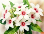 芝麻的花是什么样子的