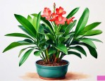 金钱树开花后怎么养护