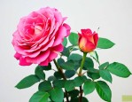 月季花4月份能移栽吗