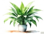 室内空气净化植物排行
