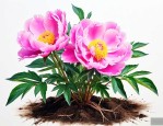 芍药花的根块种植方法