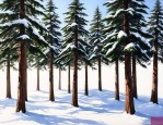 5.5米雪松什么价格