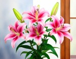 百合花可以种在室内吗