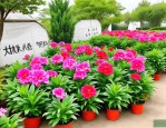 2025年山东绿化花卉批发