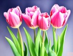三朵郁金香花语和寓意